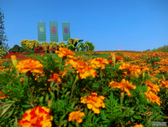 十一出游好去处，北京国际鲜花港已进入赏花盛